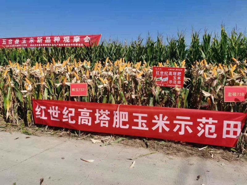 复合肥高塔造粒和喷浆造粒有什么区别？